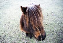 Aurelie Tack