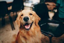golden retriever