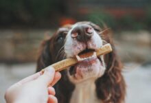 person holding brown wooden stick with white and black short coated dog