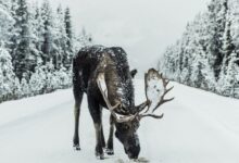 brown moose surrounded by snowfield
