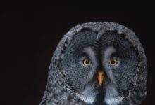 gray owl on black background