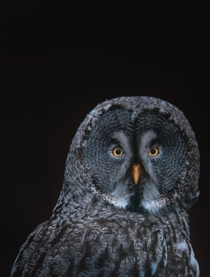 gray owl on black background