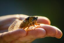 green and black insect on persons hand