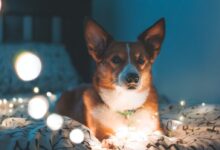 dog on bed