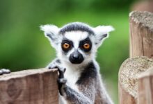 lemur on brown wooden fence