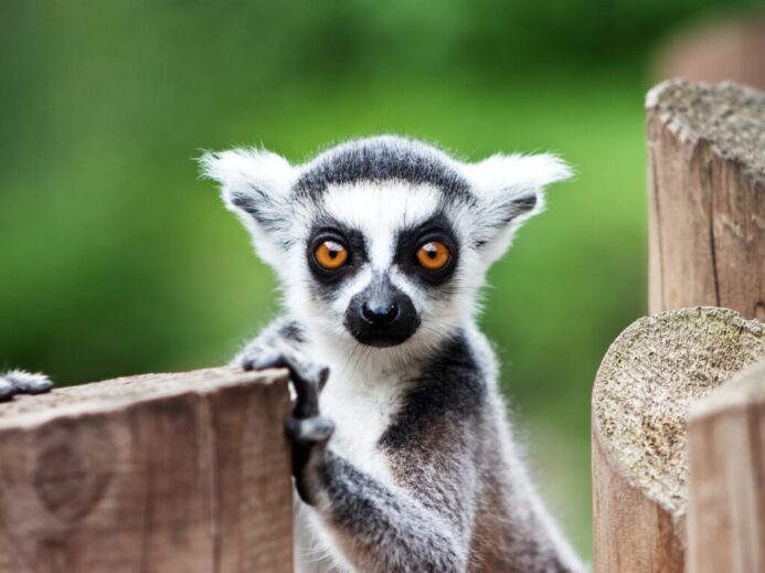 lemur on brown wooden fence