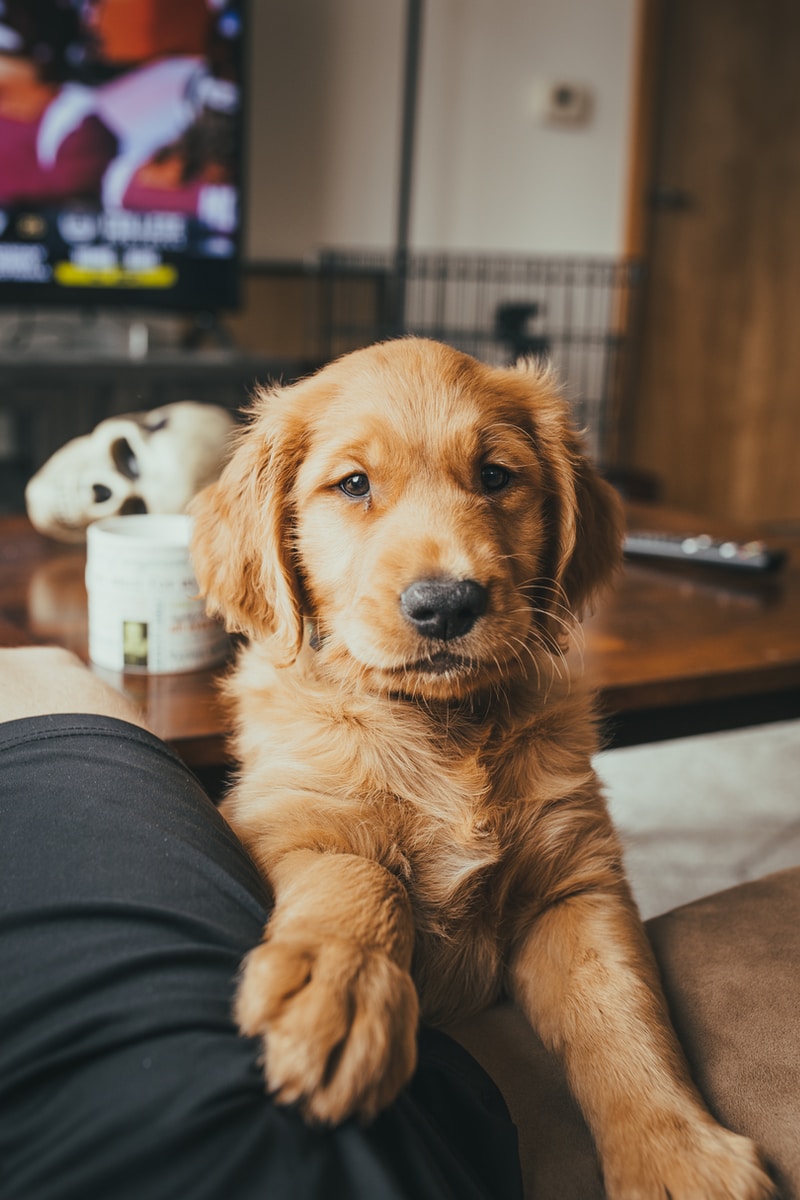 Josh Hild - NeposlušnéTlapky golden retriever puppy on persons lap