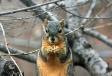 selective focus photography of squirrel