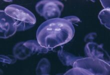 group of blue jellyfish