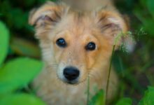 short-coated tan dog