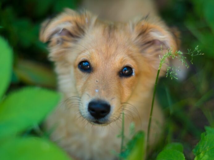 short-coated tan dog
