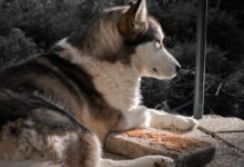 white and black siberian husky puppy lying on ground during daytime