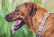 close up photography of brown dog with tongue out