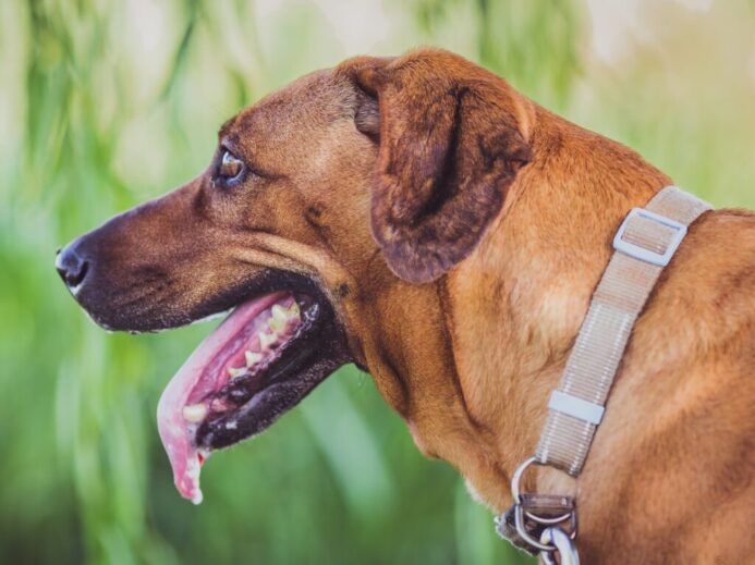 close up photography of brown dog with tongue out