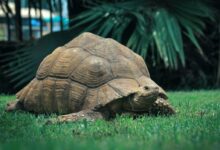brown turtle on green grass during daytime