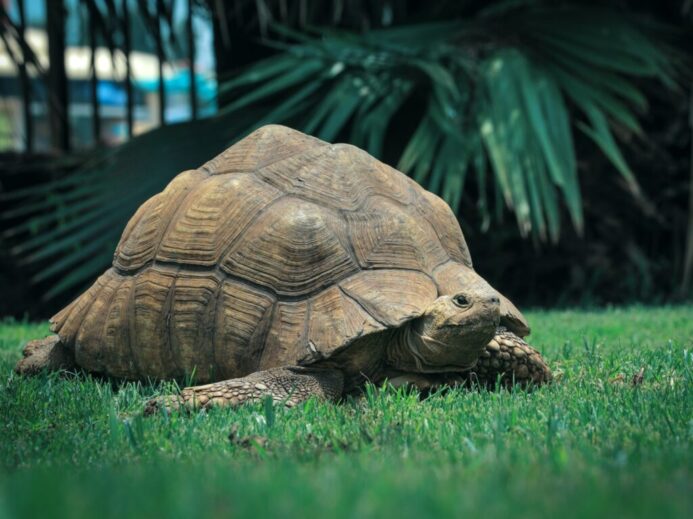 brown turtle on green grass during daytime