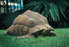 brown turtle on green grass during daytime