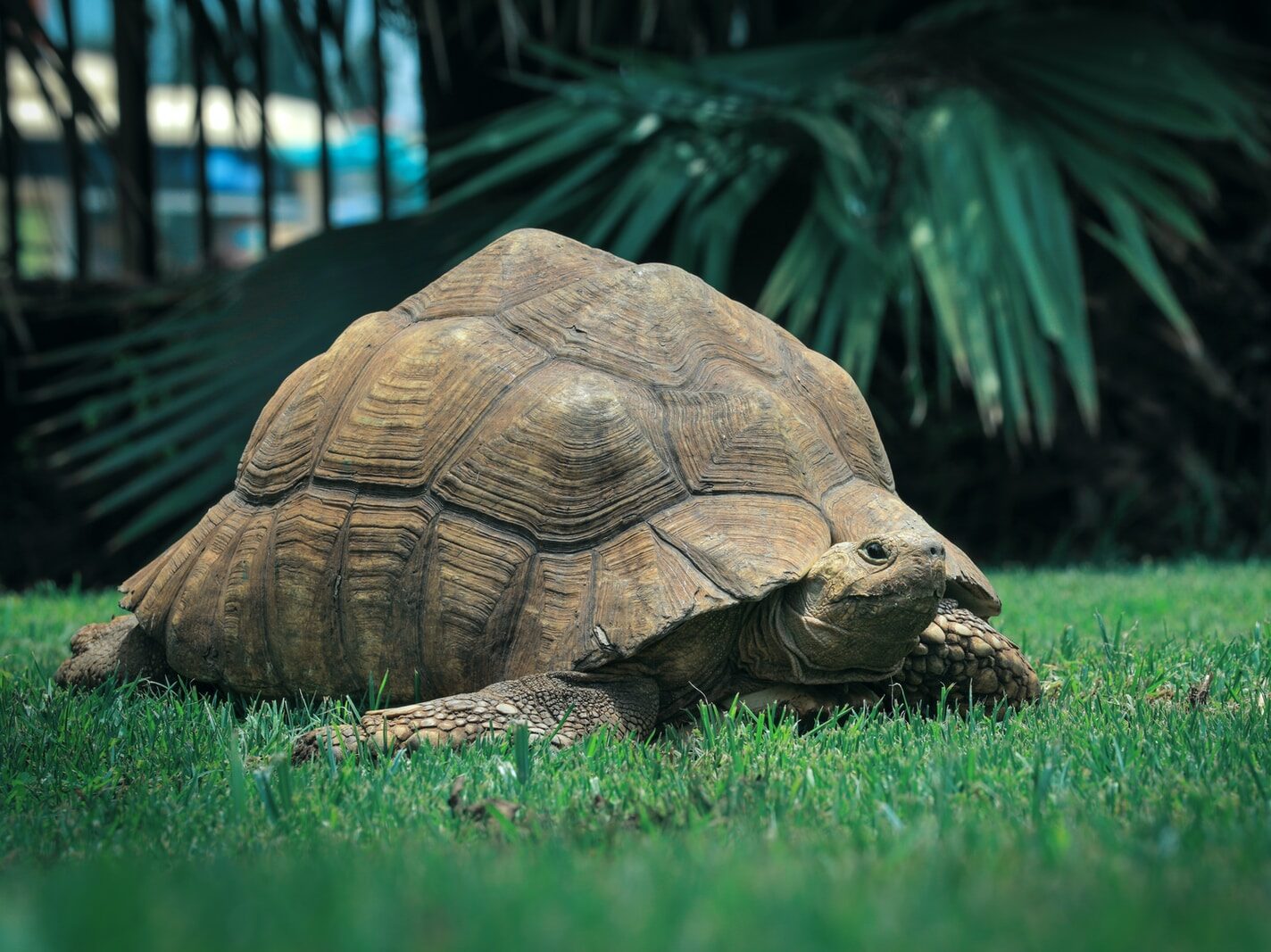 brown turtle on green grass during daytime