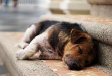 puppy lying on stair
