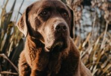 black labrador retriever on brown grass field during daytime