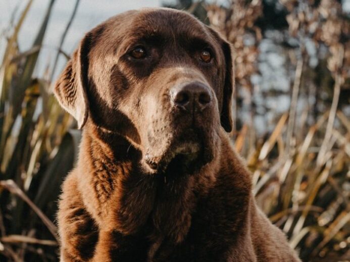 black labrador retriever on brown grass field during daytime