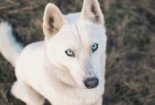 adult white German shepherd