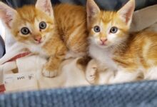 orange tabby kitten on white textile