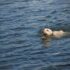 dog swimming on ocean during daytime