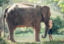 elephant and boy