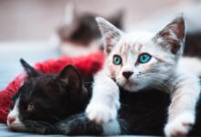 selective focus photography brown cat lying over black cat
