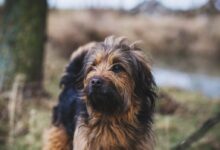 adult brown and black Shih-tzu