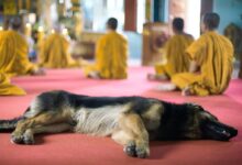 dog church