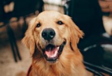 Short-coated Tan Dog