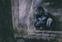 Gorilla Sitting on a Rock