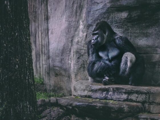 Gorilla Sitting on a Rock