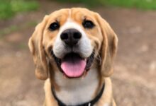 dog's face