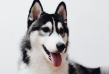 photo of black and white Siberian husky