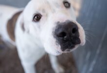 white and brown short coated dog