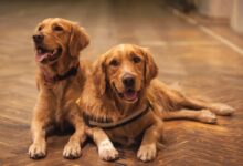 two adult golden retrievers