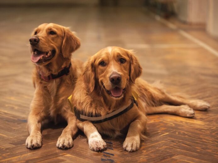 two adult golden retrievers