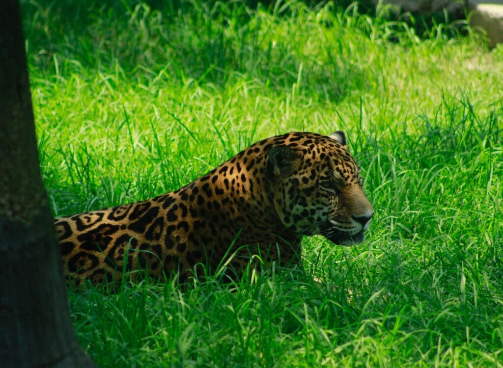 brown and black leopard lying on green grass during daytime