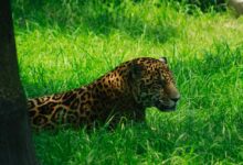 brown and black leopard lying on green grass during daytime