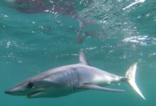 grey shark in the water