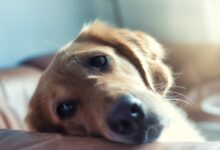 golden retriever lying on floor