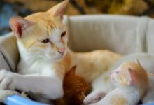 orange tabby cat on blue plastic basin