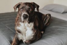 black and white short coated dog sitting on gray couch