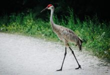 grey crowned crane standing on grey concrete road during daytime