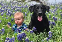 adult black Labrador retriever beside the boy