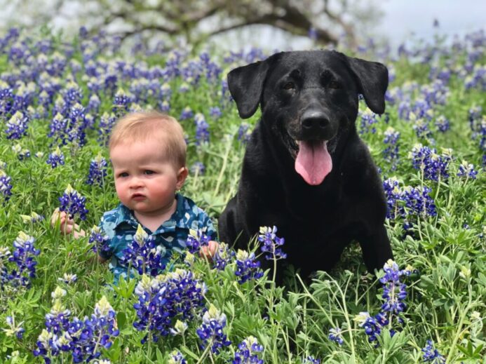 adult black Labrador retriever beside the boy