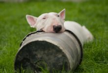 white bull terrier lying on ground with head on bucket
